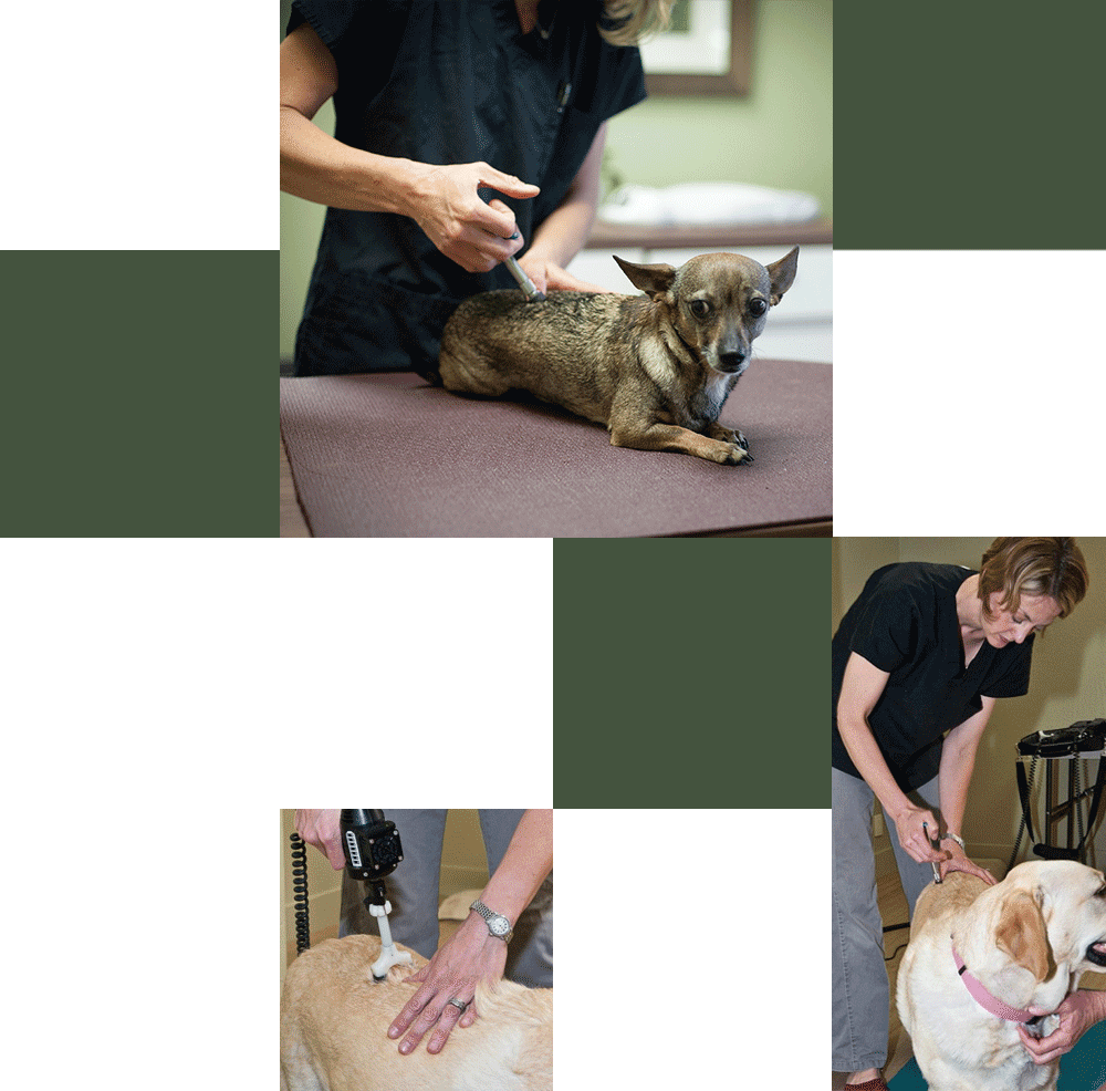 Veterinary Orthopedic Manipulation - Vet in Fair Oaks ...