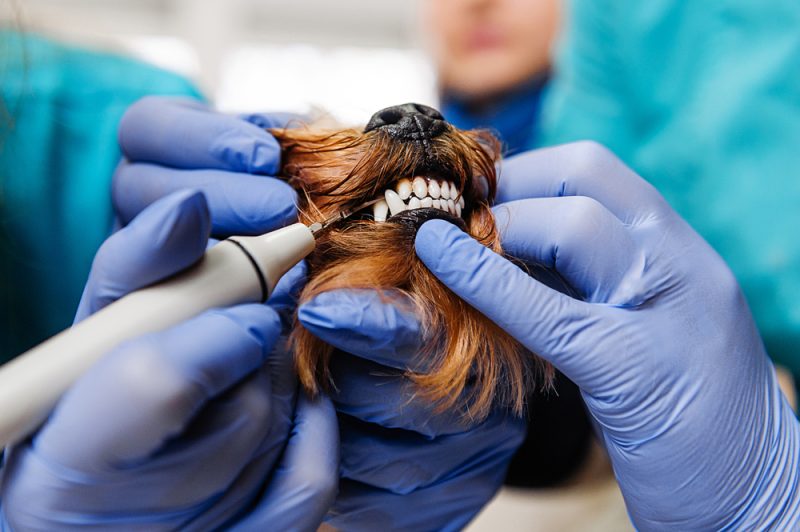 What Is Non Anesthetic Pet Dentistry Meridian Veterinary Care