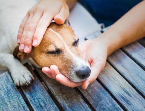 Chronic Pain Management for Pets