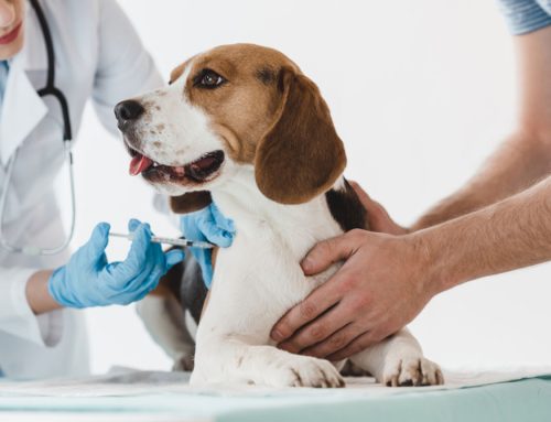 Vaccine Titer Testing for Pets