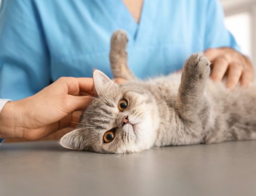 FAQs About Integrative Oncology For Pets