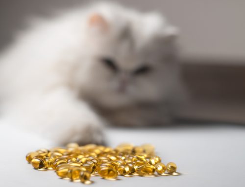 Fish Oils for Pets